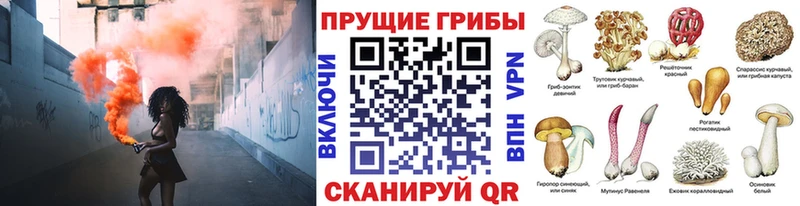 Галлюциногенные грибы Psilocybe  кракен ссылки  Дальнегорск 